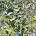 Olea Europaea (Olivovník európsky) ´FRANTOIO´ - výška 190-210 cm, obvod kmeňa 80/90 cm, kont. C150L (-12°C)